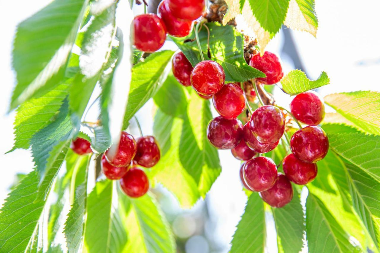 Fruit Park Fujiya Hotel Yamanashi  Eksteriør bilde